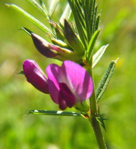 Wildflowers - Toledo Bend Lake Area - Texas / Louisiana