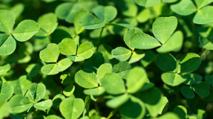 cloverr