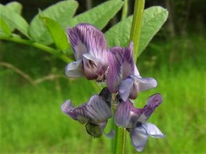 common vetch- adi fği 2
