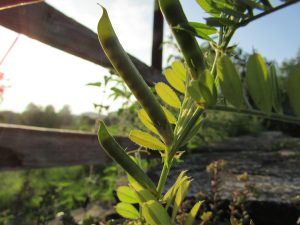 common vetch-- adi fiğ