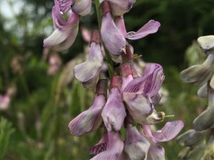 common vetch-- adi fiğ (2)