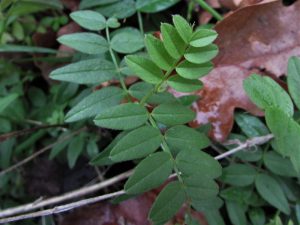 common vetch- adi fiğ