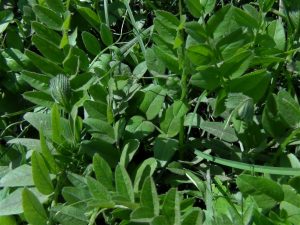 common vetch adi fiğğ