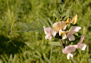 hungarian vetch- macar fiğ