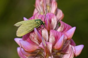 sainfoin-korunga