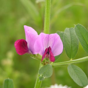 vicia sativa